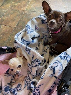 Aki and Olivia Cocobean waiting to get their nails trimmed for 34.95 each! An incredible amount of money for a nail trim each.