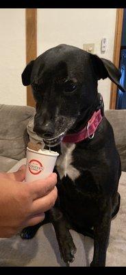 Marley loving her Puppycinno