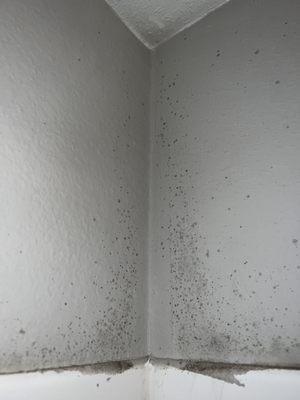 Mold growing back through the paint in the master bathroom.