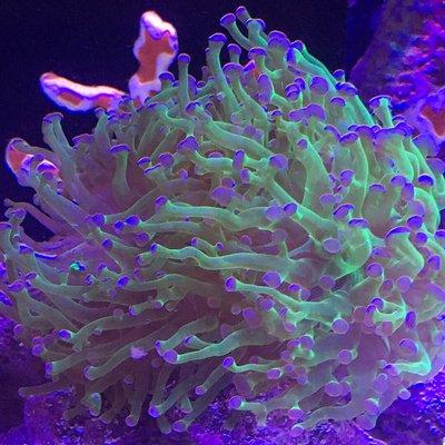 Torch coral