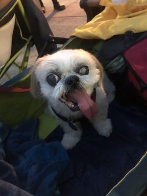 Mocha Coconut patiently waiting for the fireworks!