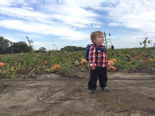 Just a boy in a pumpkin patch