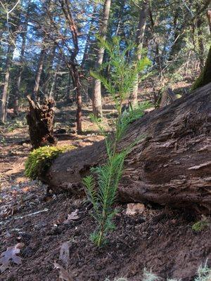 Restoration plans ensure native species are maintained throughout various forest types.