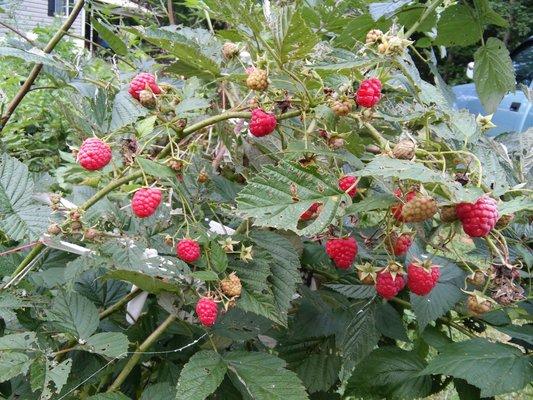 Himbo Top Raspberry from Pense Nursery. These photos are from 2017 harvest.