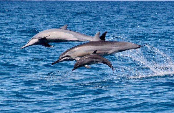 Hawaiian Spinner dolphins leaping through the air on Kauai.