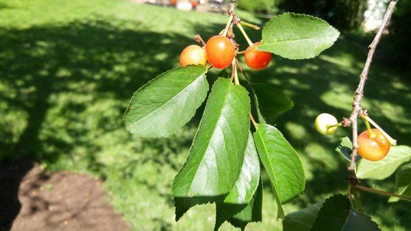 Montmorency Cherry fruiting