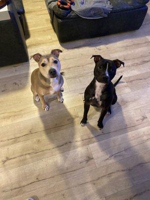 Our two Staffordshire Terriers with freshly trimmed nails.