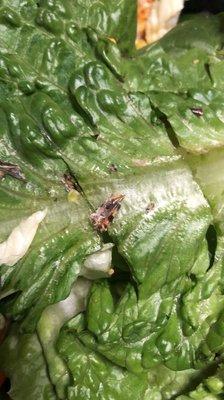 Fly wing in salad