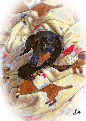 Have you ever owned a wiener dog?