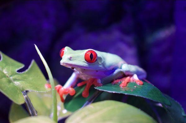 Red Eyed Tree Frog