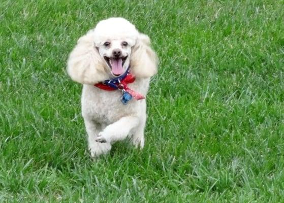 Running around in the yard after groom