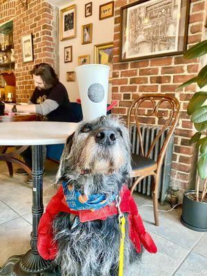 Did you know Art Collective Cafe is dog-friendly and features AMAZING pastries by a Food Network award winning pastry chef? Whoo!