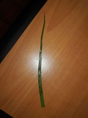 The long strand of grass I found in my sandwich today that the manager made me feel bad about repeatedly saying...