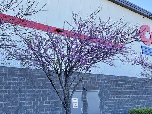 Beautiful blooming cherry blossom trees