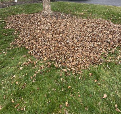 Leaf removal before photo