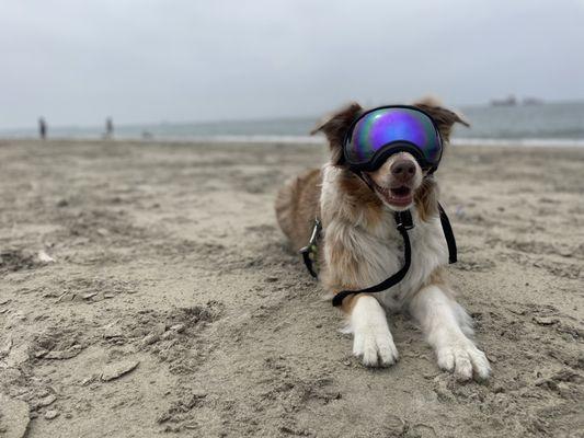 Betty Mae rocking the Rex Specs at Rosie's Dog beach!