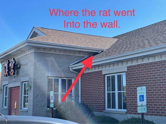 While I was inside eating with my daughter my wife was in the van with our sleeping baby.  She saw a rat run in a gap into the wall/ceiling.