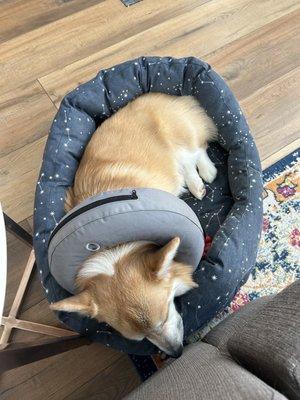 Resting comfortably in my new donut which my humans rushed over to PetSmart to get me!