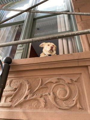 Dog above entrance