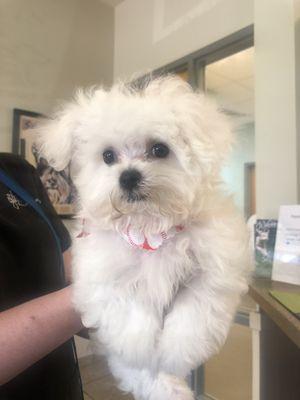 A happy puppy, immediately after the grooming.