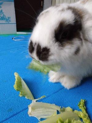 Hector gobbling up their lettuce