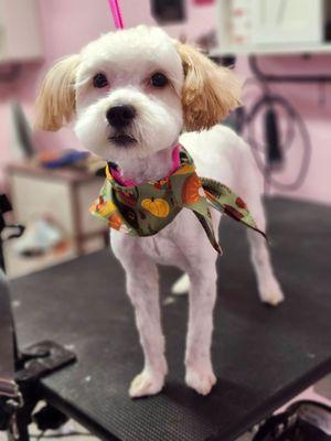 This is how our puppy Bentley looked, after leaving this pet groomer