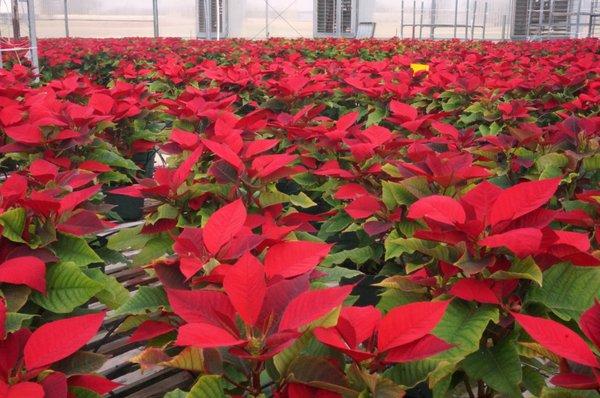 Red Poinsettias