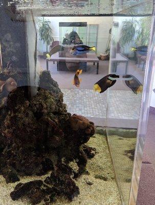 Fish tank inside