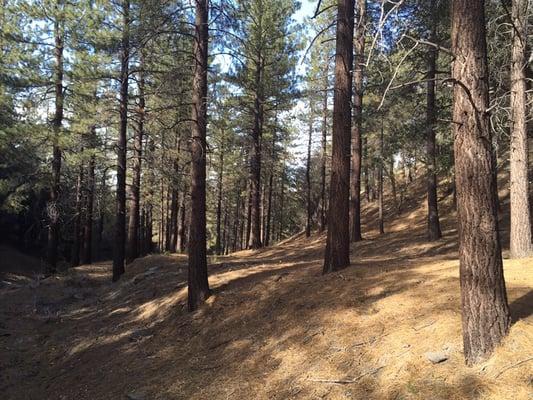 Have a session among the pines... Our back yard is the Angeles National Forest & a great coaching locale!