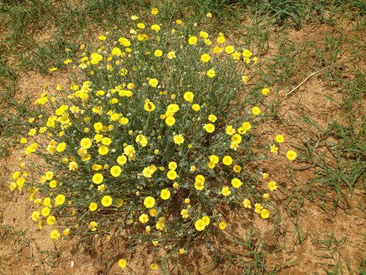 Desert in Bloom