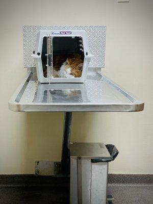 Just a kitty cat waiting patiently for the veterinarian in one of the exam rooms.