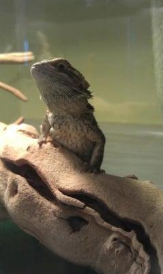 Poppi, Coastal's Bearded Dragon Greeter. Will work for cockroaches.