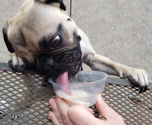 Simon the pug and his pup cup!