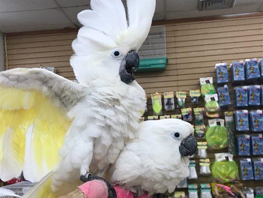 Umbrella cockatoos Bambam and Pebbles