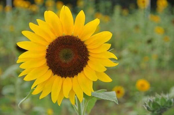 Bloom beautiful sunflower! Namaste!