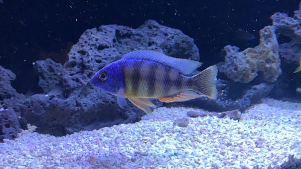 Taiwan Reef Cichlid