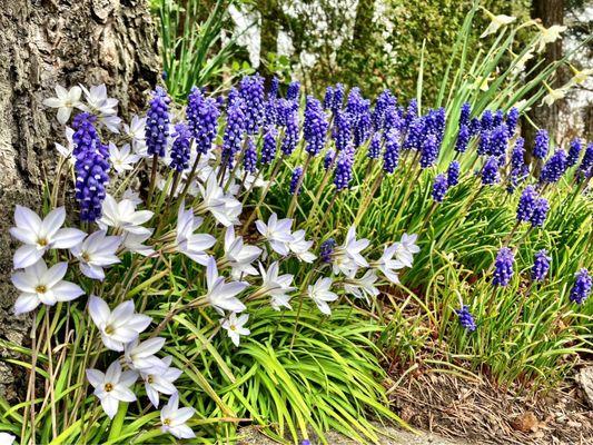 Pretty little Spring blossoms.