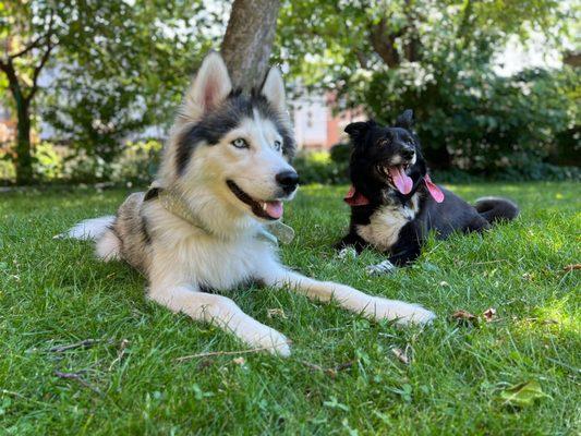 My two healthy pups who go to Duke