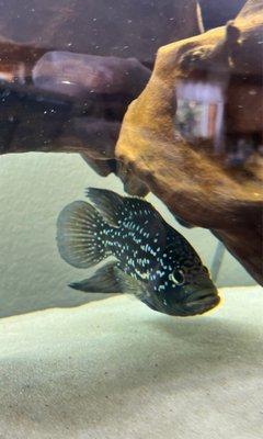 This is Poseidon, a fish (starry night) that I have been searching for since Jan 2021. I finally found him at Golden Fish Aquariums