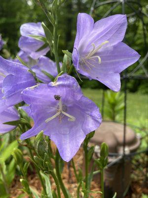 Balloon flowers