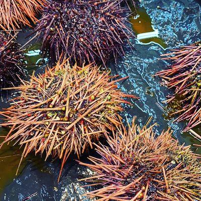 Uni sea urchin