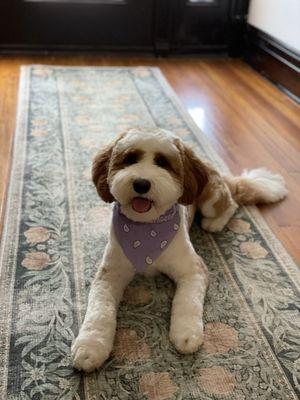 Bernedoodle haircut