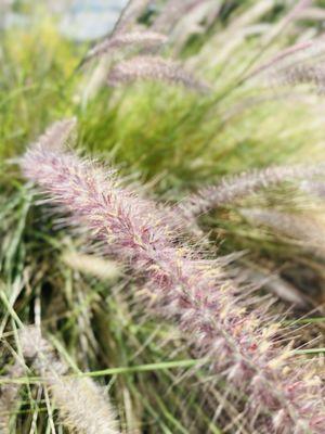 So beautiful and flowing in the wind