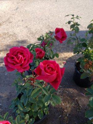 Hi-T roses in bloom at cloverdale nursery