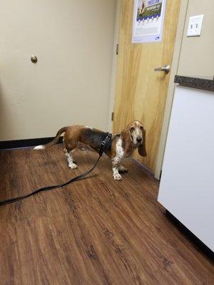 Scoobie is the 4th basset hound in my family to go to Dr. Ken.