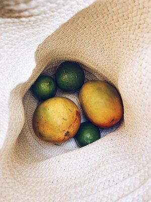 3 for $2 limes, 2 mangoes $5 each