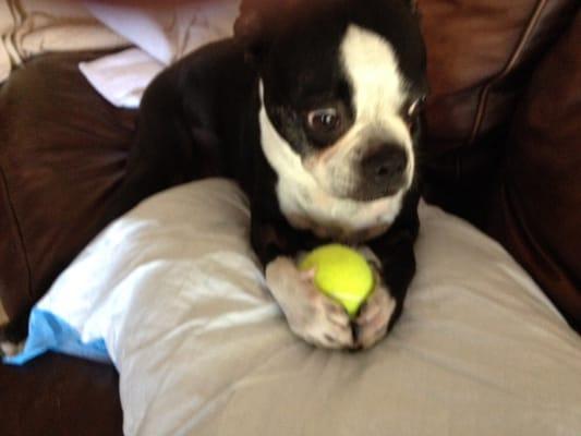 My dog Tiger! He and his brother Harry LOVE Walgreens tennis balls & toys!