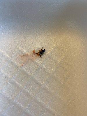 Fly found in torta de asada