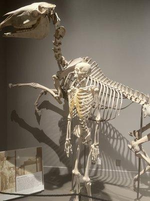 Horse and human skeleton