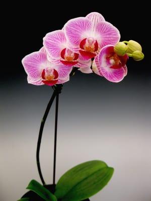 orchid flowers